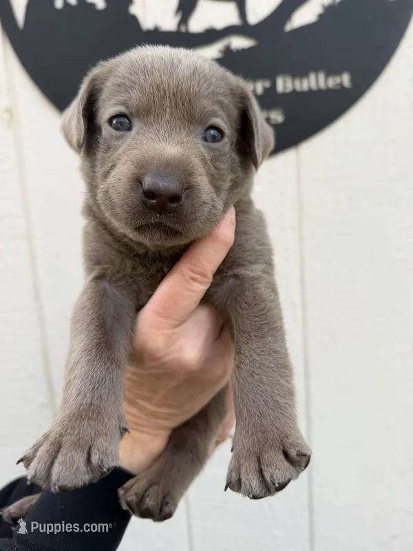 Pink collar  – Labrador Retriever puppy for sale in Valley Center, CA