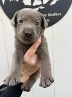 Pink collar , a female Labrador Retriever for sale in Valley Center, CA – 1 of 9