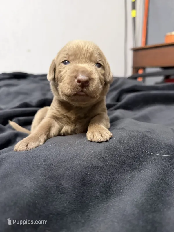 Yellow collar  – Labrador Retriever puppy for sale in Valley Center, CA