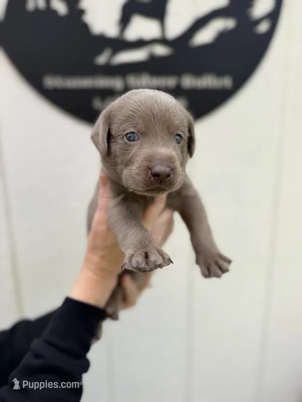 Light blue collar  – Labrador Retriever puppy for sale in Valley Center, CA