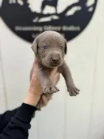 Light blue collar , a male Labrador Retriever for sale in Valley Center, CA – 2 of 10