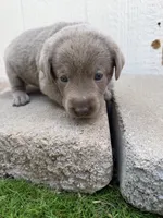 Hot pink collar , a female Labrador Retriever for sale in Valley Center, CA – 7 of 9