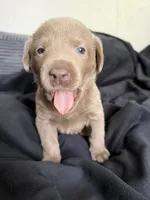 Hot pink collar , a female Labrador Retriever for sale in Valley Center, CA – 9 of 9