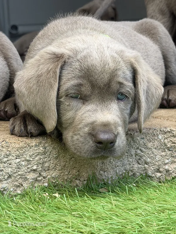 Gray collar  – Labrador Retriever puppy for sale in Valley Center, CA