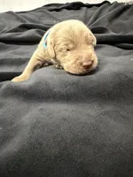 Light blue collar , a male Labrador Retriever for sale in Valley Center, CA – 5 of 10