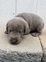 Gray collar , a male Labrador Retriever for sale in Valley Center, CA – 4 of 9