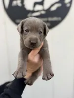 Pink collar , a female Labrador Retriever for sale in Valley Center, CA – 8 of 9