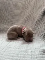 Hot pink collar , a female Labrador Retriever for sale in Valley Center, CA – 3 of 3