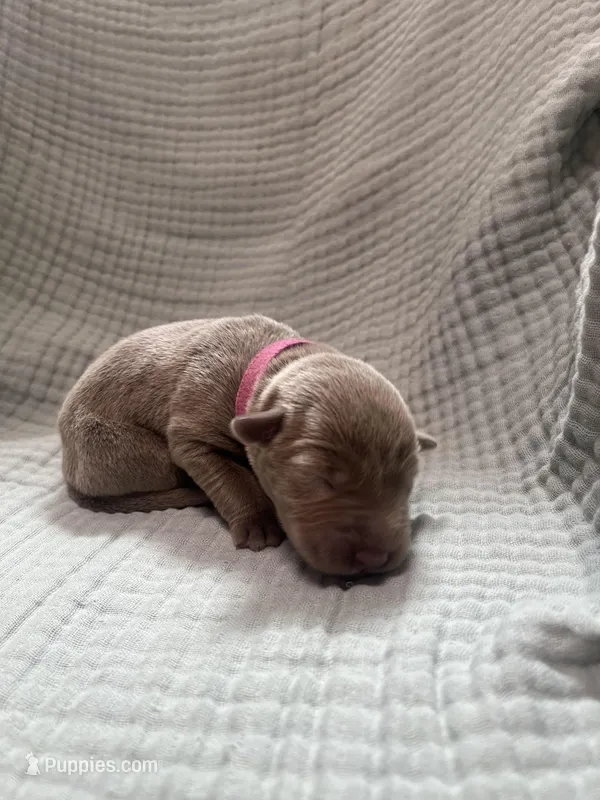 Hot pink collar  – Labrador Retriever puppy for sale in Valley Center, CA