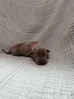 Hot pink collar , a female Labrador Retriever for sale in Valley Center, CA – 2 of 3