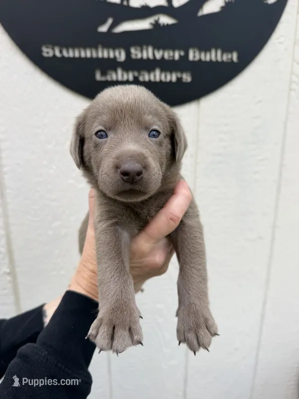 Lavender collar   – Labrador Retriever puppy for sale in Valley Center, CA