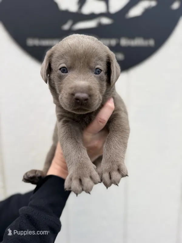 Orange collar  – Labrador Retriever puppy for sale in Valley Center, CA