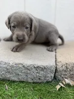 Pink collar , a female Labrador Retriever for sale in Valley Center, CA – 7 of 9