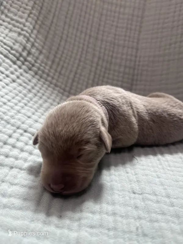 Lavender collar   – Labrador Retriever puppy for sale in Valley Center, CA