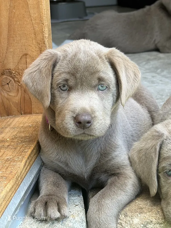 Purple collar  – Labrador Retriever puppy for sale in Valley Center, CA