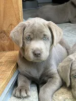 Purple collar , a female Labrador Retriever for sale in Valley Center, CA – 1 of 10