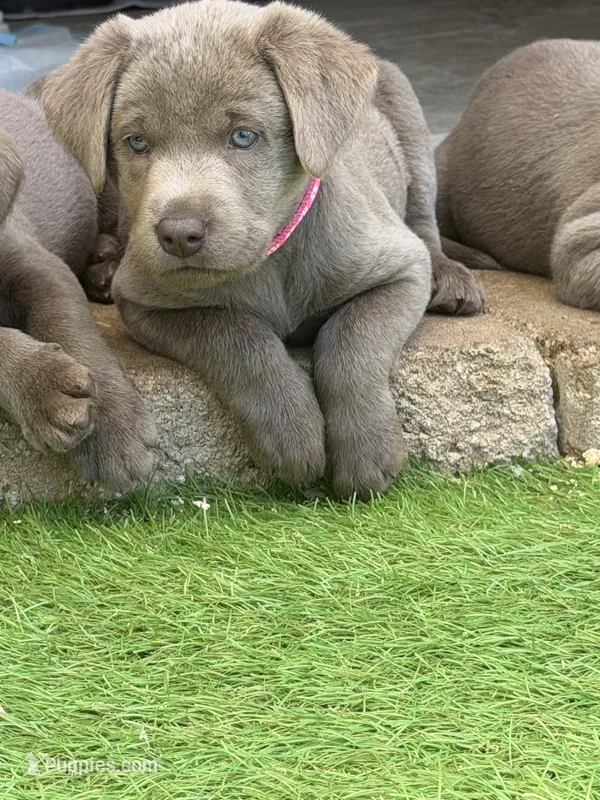 Hot pink collar  – Labrador Retriever puppy for sale in Valley Center, CA