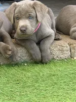 Hot pink collar , a female Labrador Retriever for sale in Valley Center, CA – 1 of 9