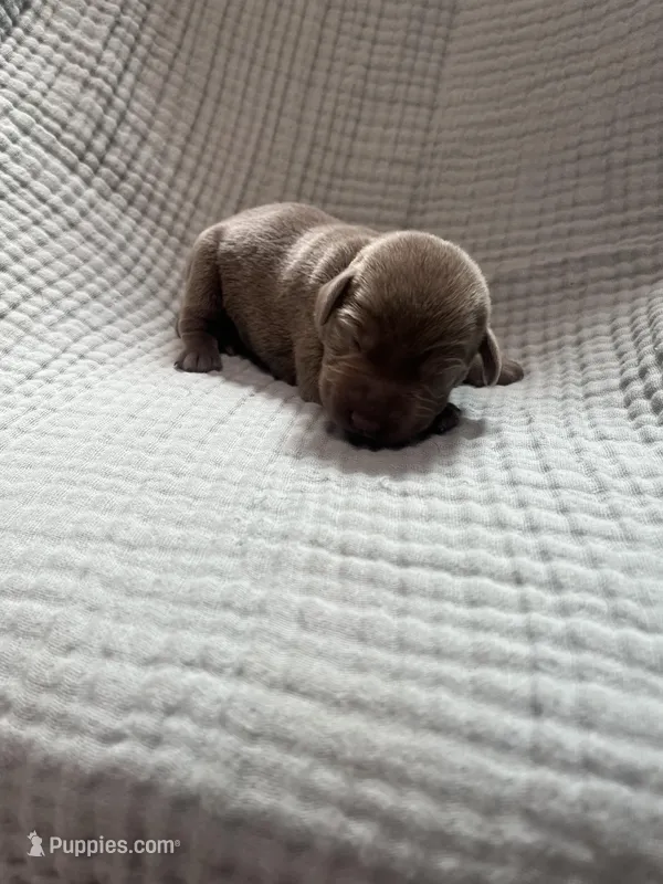 Yellow collar  – Labrador Retriever puppy for sale in Valley Center, CA