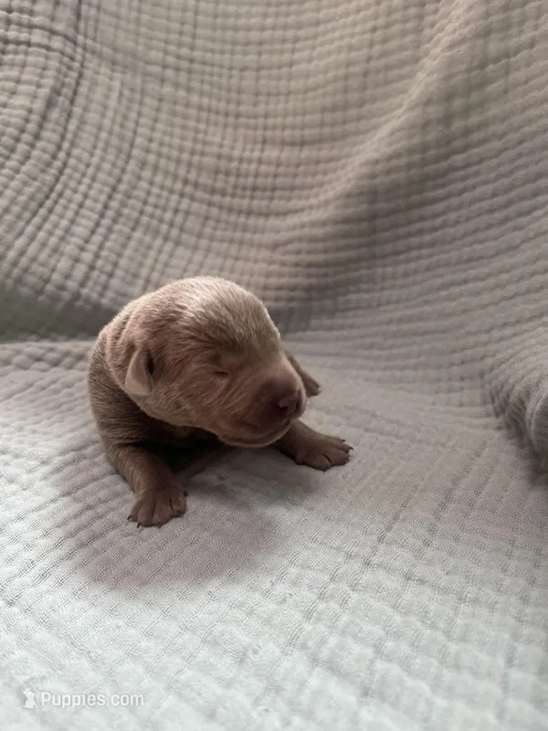 Pink collar  – Labrador Retriever puppy for sale in Valley Center, CA
