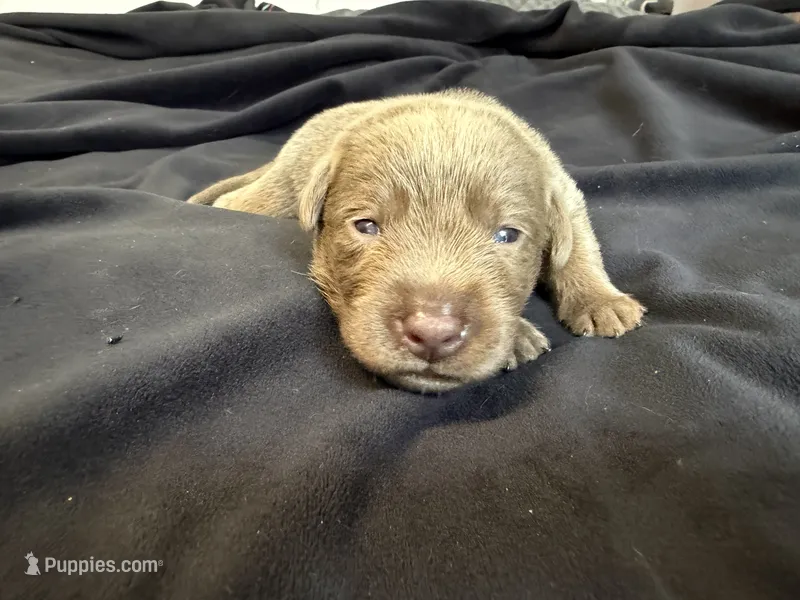 Orange collar  – Labrador Retriever puppy for sale in Valley Center, CA