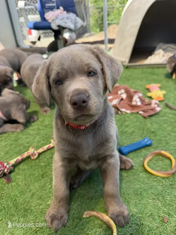 Red collar – Labrador Retriever puppy for sale in Valley Center, CA