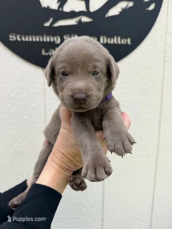Purple collar  – Labrador Retriever puppy for sale in Valley Center, CA