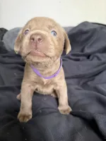 Purple collar , a female Labrador Retriever for sale in Valley Center, CA – 10 of 10