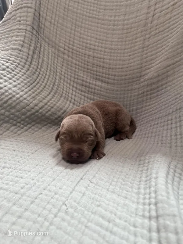 Gray collar  – Labrador Retriever puppy for sale in Valley Center, CA