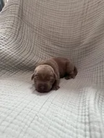 Gray collar , a male Labrador Retriever for sale in Valley Center, CA – 1 of 2