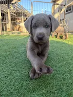 Light blue collar , a male Labrador Retriever for sale in Valley Center, CA – 1 of 10