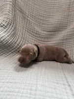 Black collar , a male Labrador Retriever for sale in Valley Center, CA – 2 of 3