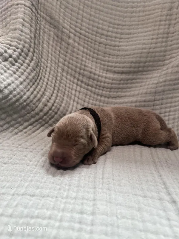 Black collar  – Labrador Retriever puppy for sale in Valley Center, CA