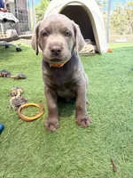 Orange collar , a male Labrador Retriever for sale in Valley Center, CA – 10 of 10