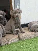 Teal collar, a female Labrador Retriever for sale in Valley Center, CA – 1 of 10