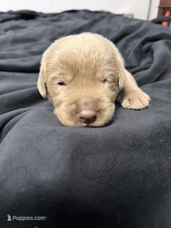 Gray collar  – Labrador Retriever puppy for sale in Valley Center, CA