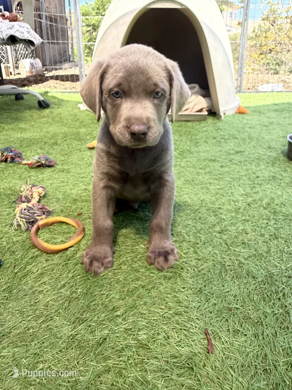 Orange collar  – Labrador Retriever puppy for sale in Valley Center, CA
