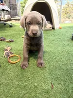 Orange collar , a male Labrador Retriever for sale in Valley Center, CA – 1 of 10