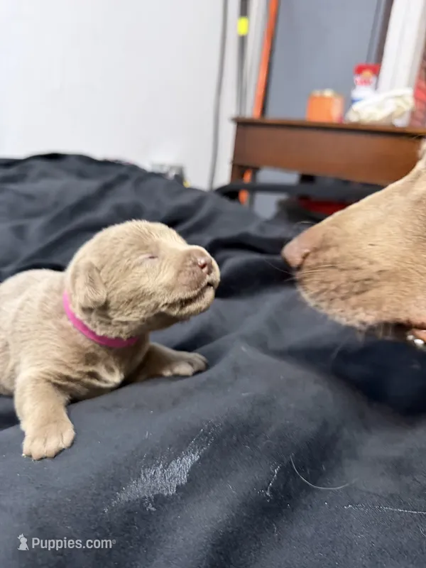 Hot pink collar  – Labrador Retriever puppy for sale in Valley Center, CA