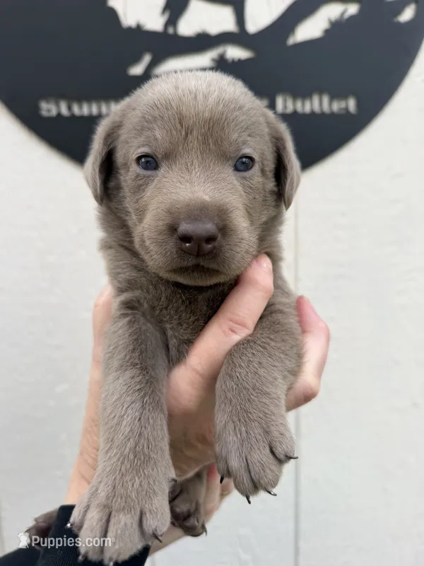 Hot pink collar  – Labrador Retriever puppy for sale in Valley Center, CA