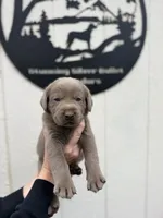 Gray collar , a male Labrador Retriever for sale in Valley Center, CA – 9 of 9