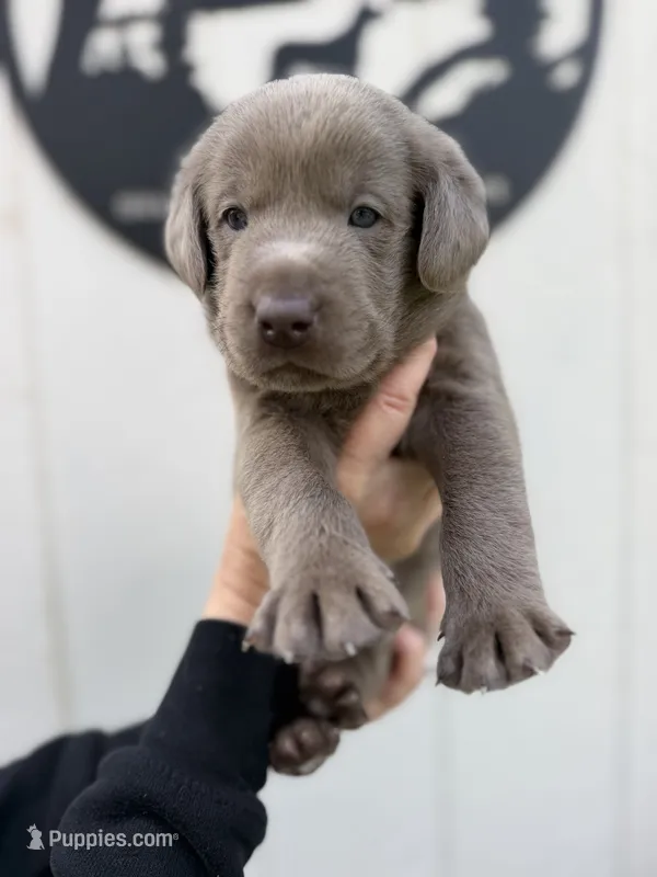 Red collar – Labrador Retriever puppy for sale in Valley Center, CA
