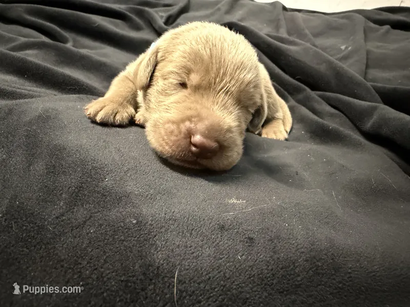 Light blue collar  – Labrador Retriever puppy for sale in Valley Center, CA