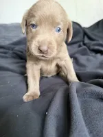 Purple collar , a female Labrador Retriever for sale in Valley Center, CA – 9 of 10