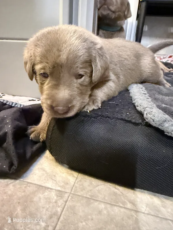 Red collar – Labrador Retriever puppy for sale in Valley Center, CA