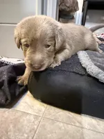Red collar, a male Labrador Retriever for sale in Valley Center, CA – 1 of 6