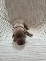 Red collar, a male Labrador Retriever for sale in Valley Center, CA – 2 of 3