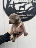 Teal collar, a female Labrador Retriever for sale in Valley Center, CA – 10 of 10