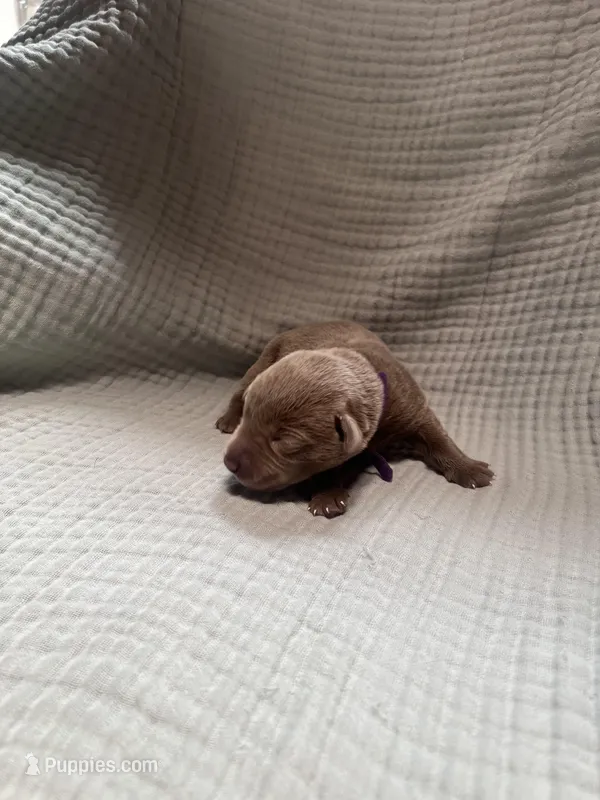Purple collar  – Labrador Retriever puppy for sale in Valley Center, CA
