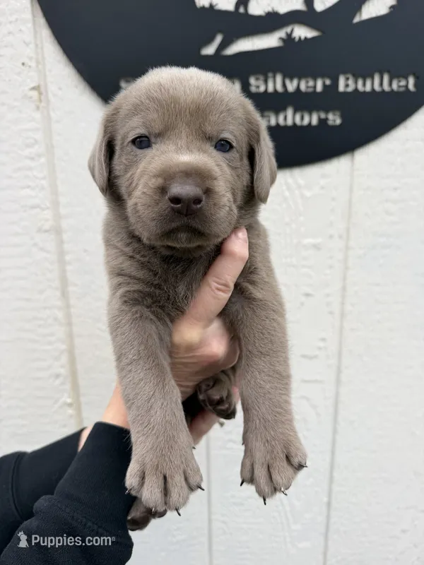 Gray collar  – Labrador Retriever puppy for sale in Valley Center, CA